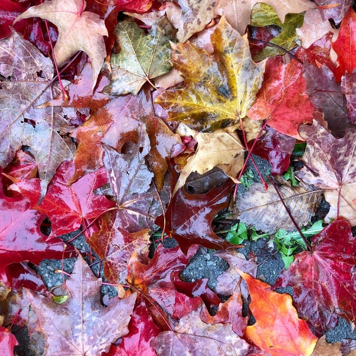 Autumn at Cookery - our faves!