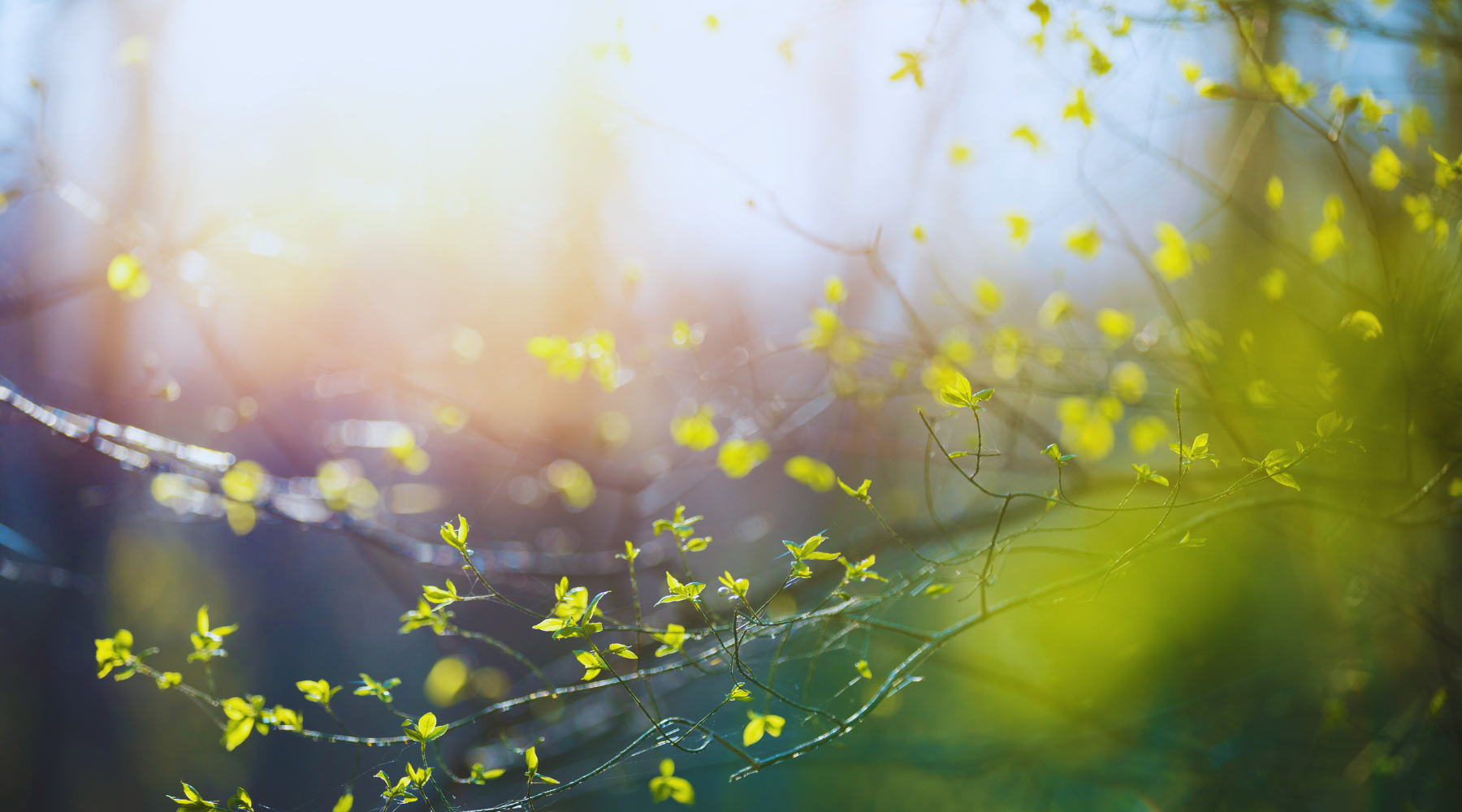 Spring Has Sprung! 🌸 Time to Freshen Up Your Space!