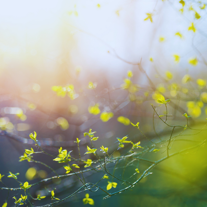 Spring Has Sprung! 🌸 Time to Freshen Up Your Space!