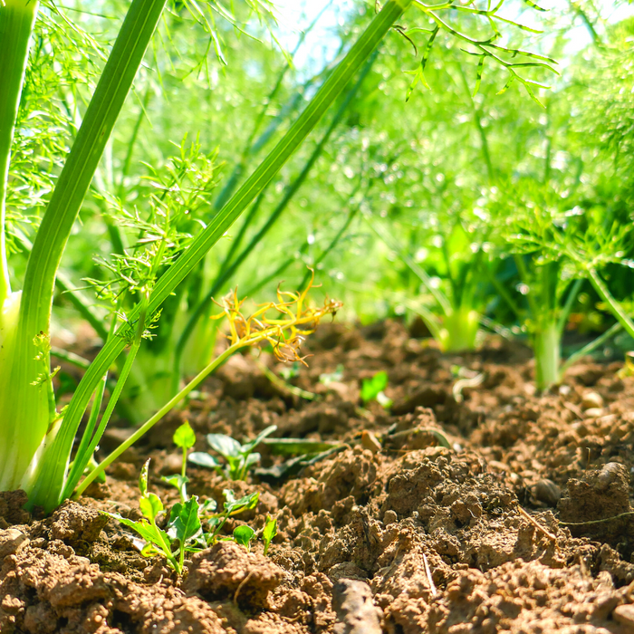 New deals are SPRINGing up!