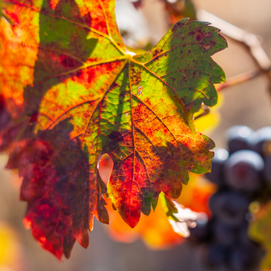IN PERSON CLASS: Harvest Wines - A Taste of Home, Tues. Oct. 6 (Cookery Yonge)